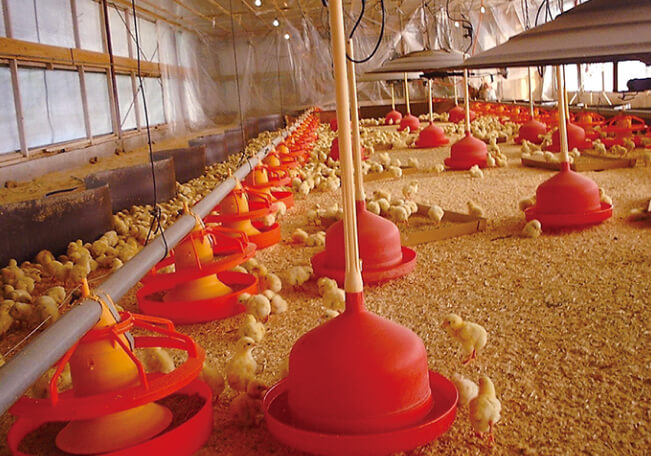 平飼いでのびのびの画像